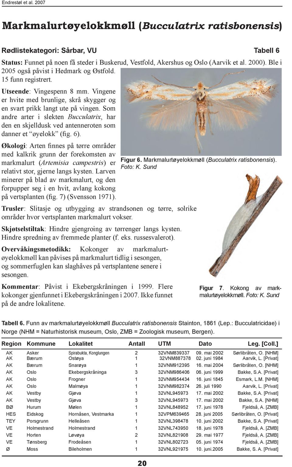 Som andre arter i slekten Bucculatrix, har den en skjelldusk ved antenneroten som danner et øyelokk (fig. 6).