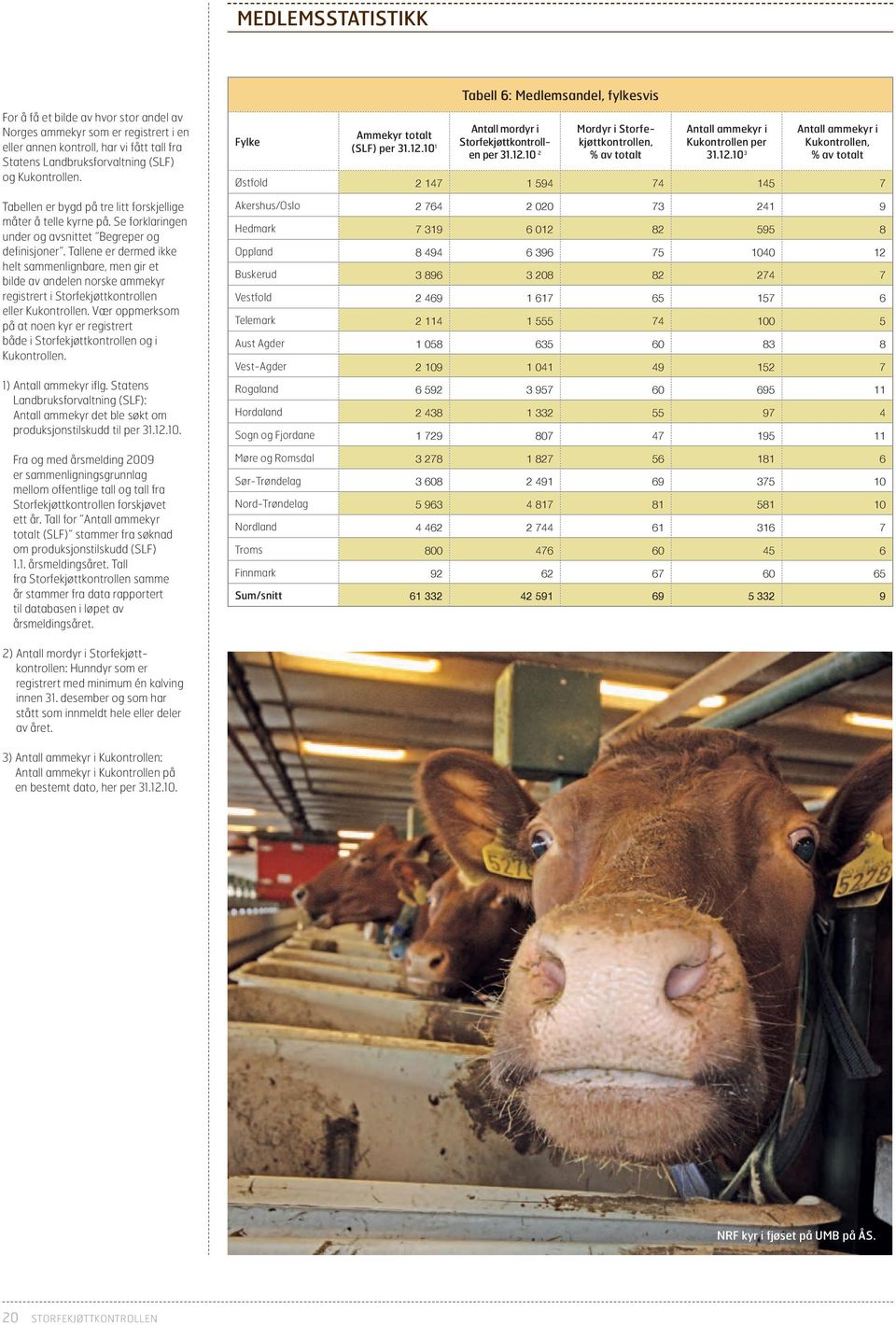 Tallene er dermed ikke helt sammenlignbare, men gir et bilde av andelen norske ammekyr registrert i Storfekjøttkontrollen eller Kukontrollen.