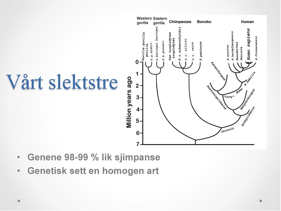 Genetisk sett