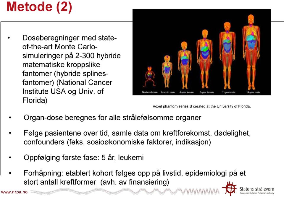 of Florida) Organ-dose beregnes for alle strålefølsomme organer Voxel phantom series B created at the University of Florida.