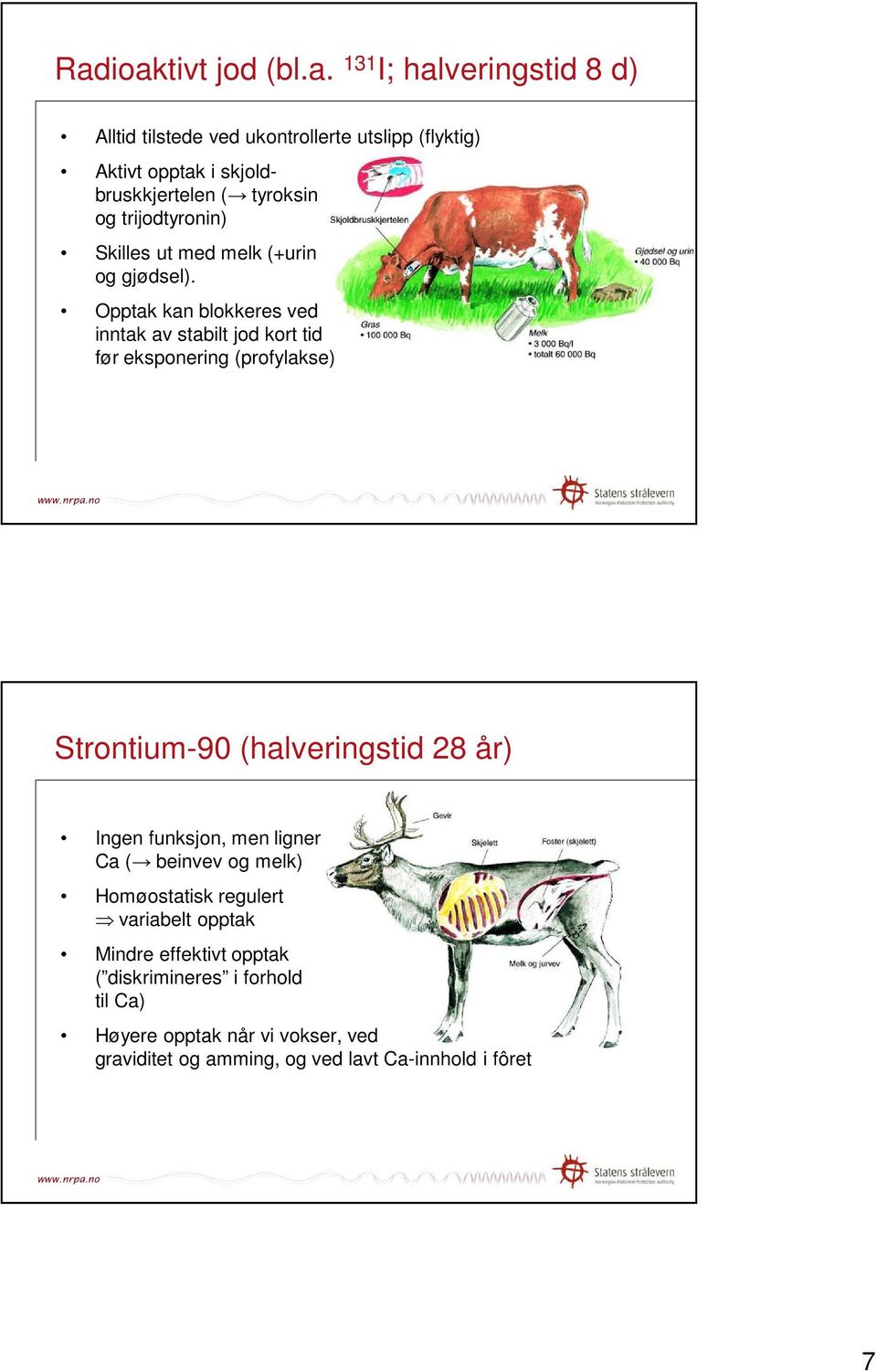 Opptak kan blokkeres ved inntak av stabilt jod kort tid før eksponering (profylakse) Strontium-90 (halveringstid 28 år) Ingen funksjon, men