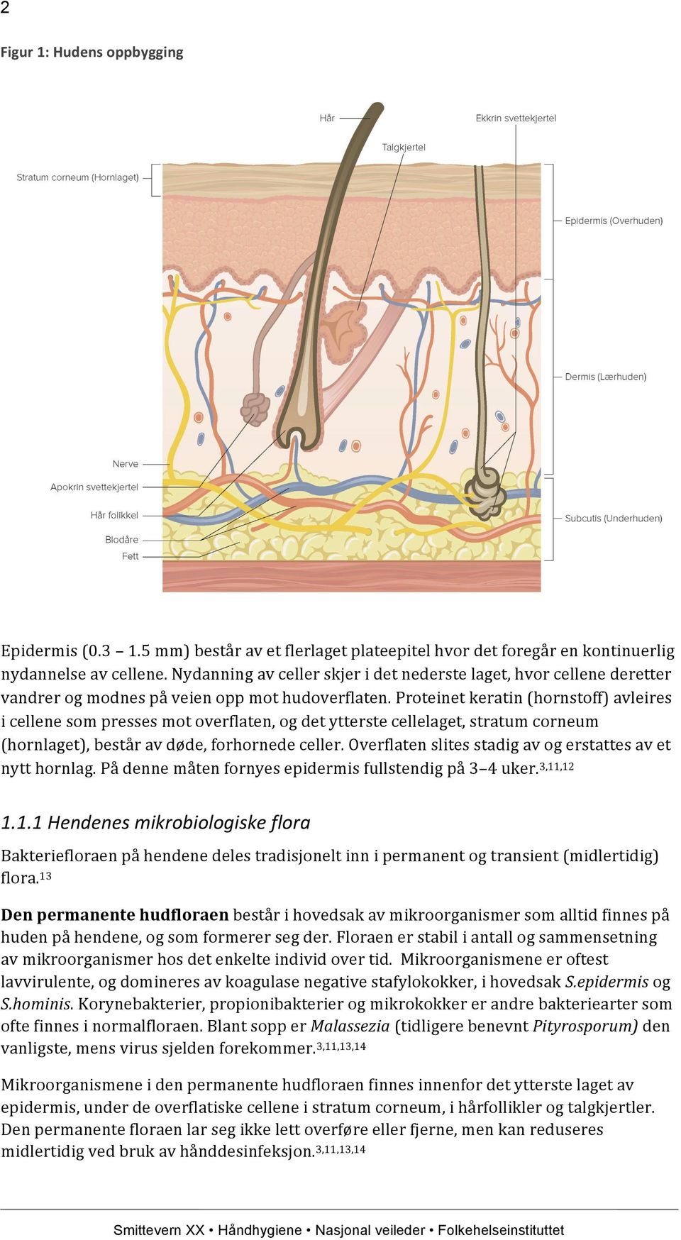 Proteinet keratin (hornstoff) avleires i cellene som presses mot overflaten, og det ytterste cellelaget, stratum corneum (hornlaget), består av døde, forhornede celler.