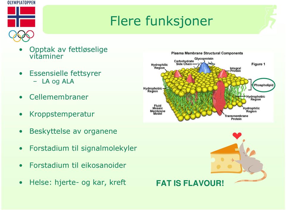 Kroppstemperatur Beskyttelse av organene Forstadium til