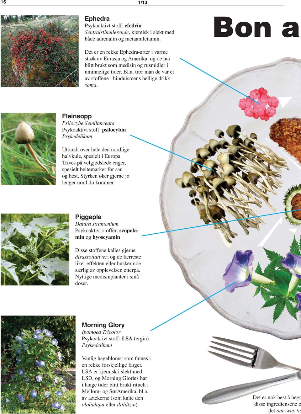 Fleinsopp Psilocybe Semilanceata Psykoaktivt stoff: psilocybin Psykedelikum Utbredt over hele den nordlige halvkule, spesielt i Europa.