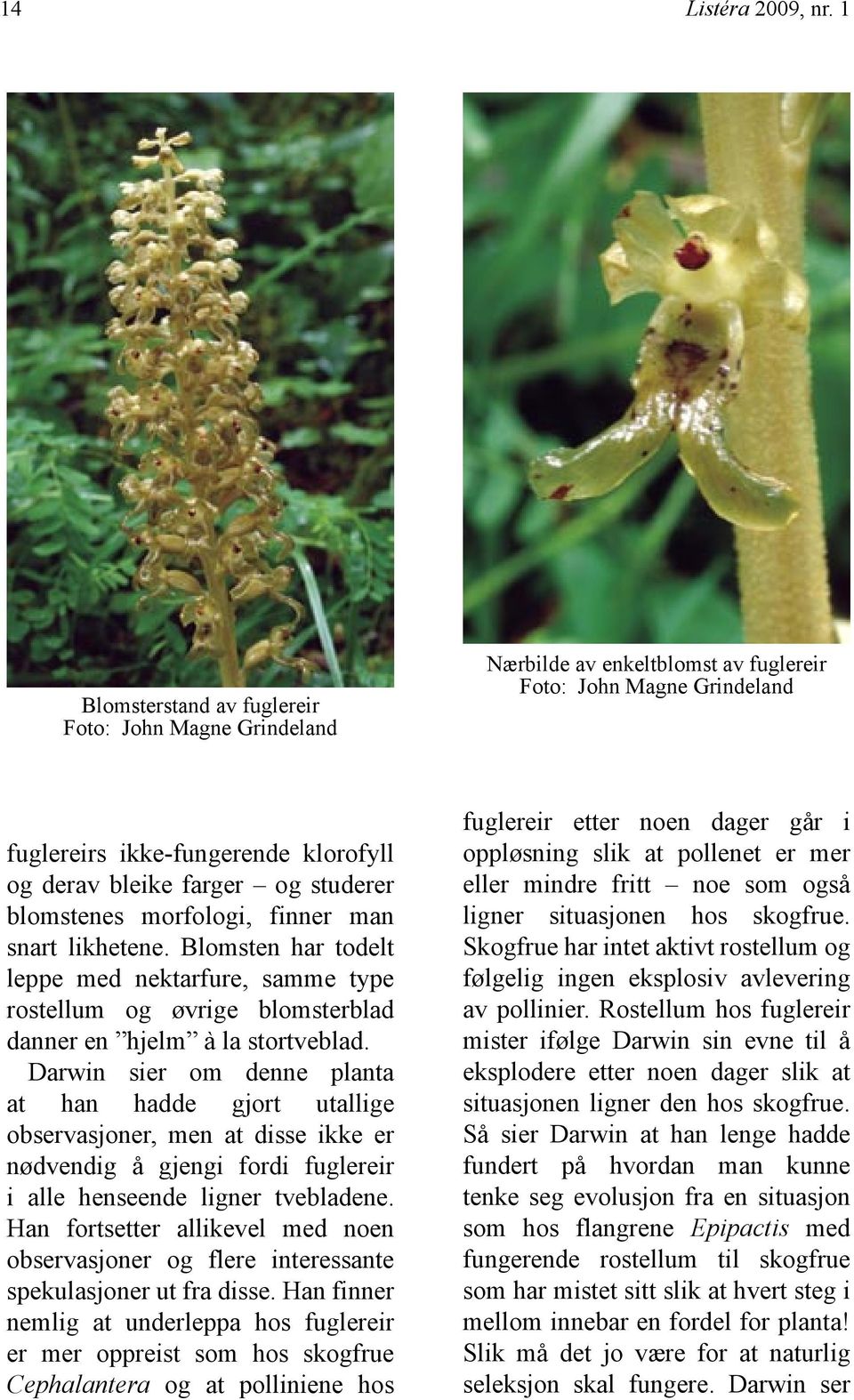 blomstenes morfologi, finner man snart likhetene. Blomsten har todelt leppe med nektarfure, samme type rostellum og øvrige blomsterblad danner en hjelm à la stortveblad.