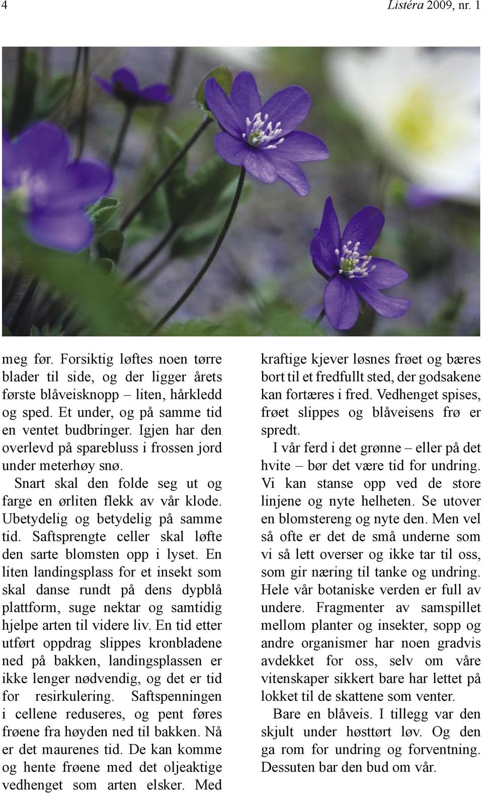 Saftsprengte celler skal løfte den sarte blomsten opp i lyset. En liten landingsplass for et insekt som skal danse rundt på dens dypblå plattform, suge nektar og samtidig hjelpe arten til videre liv.