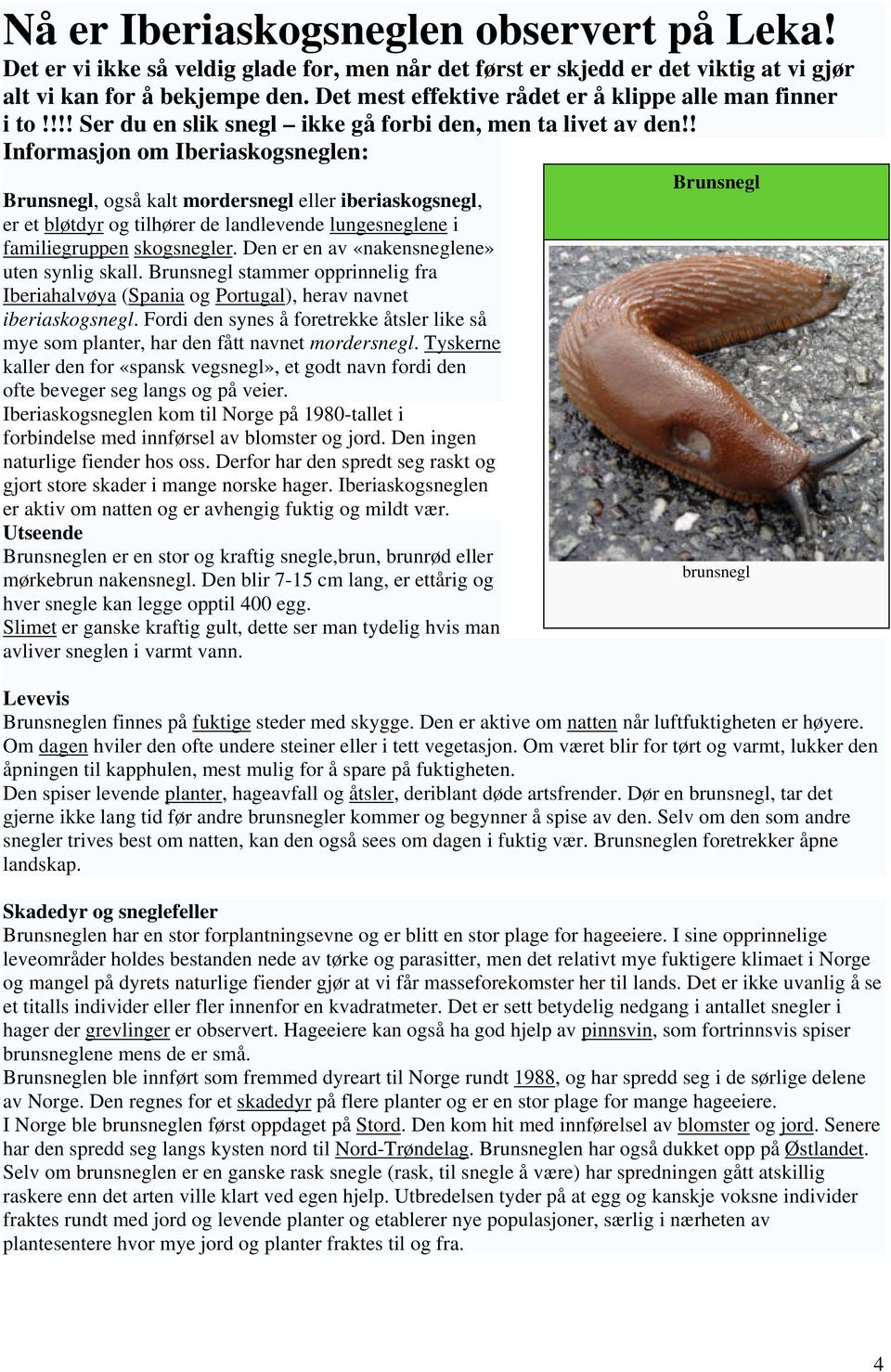 ! Informasjon om Iberiaskogsneglen: Brunsnegl, også kalt mordersnegl eller iberiaskogsnegl, er et bløtdyr og tilhører de landlevende lungesneglene i familiegruppen skogsnegler.