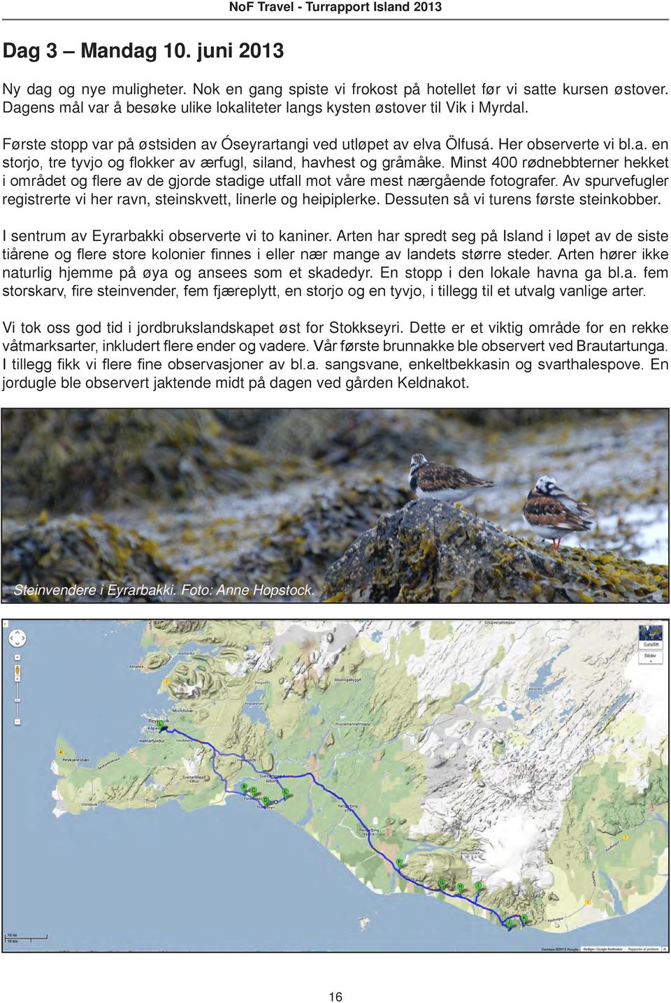 Minst 400 rødnebbterner hekket i området og flere av de gjorde stadige utfall mot våre mest nærgående fotografer. Av spurvefugler registrerte vi her ravn, steinskvett, linerle og heipiplerke.