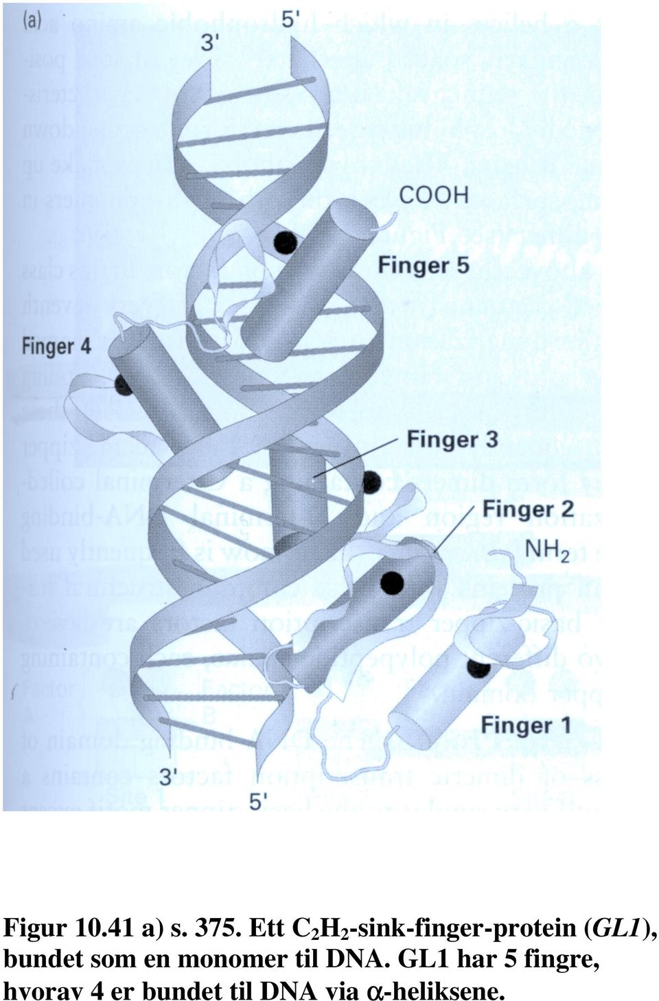 bundet som en monomer til DNA.