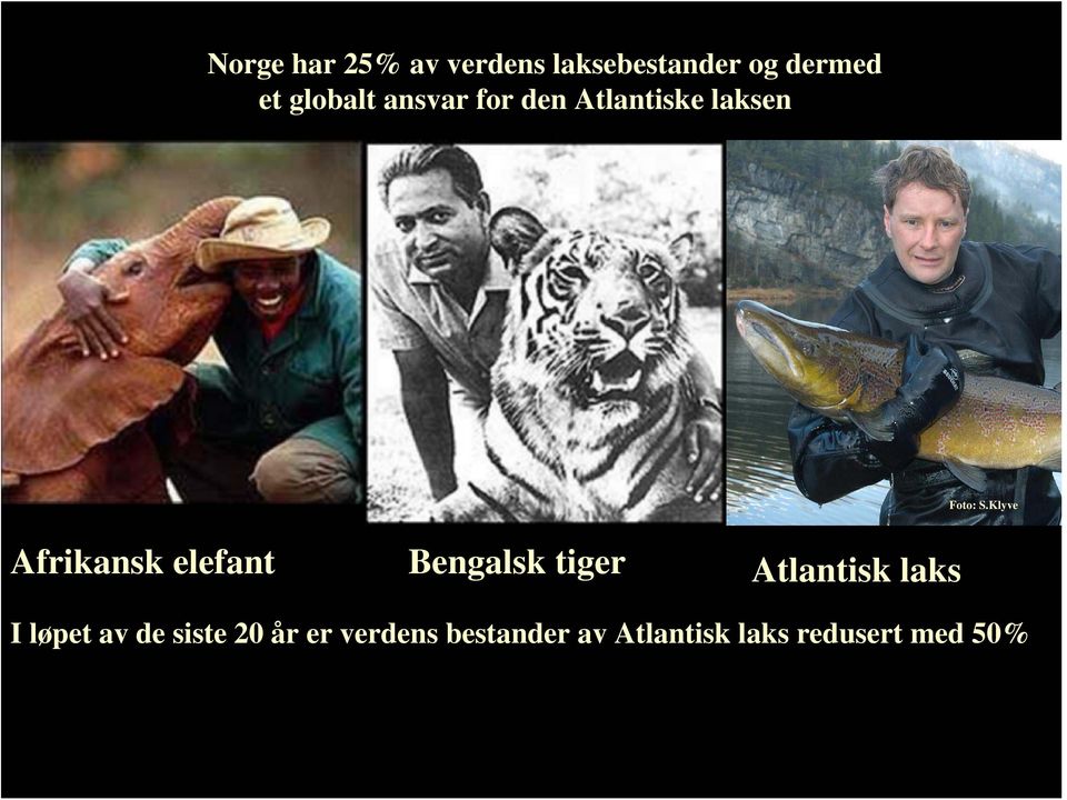 Klyve Afrikansk elefant Bengalsk tiger Atlantisk laks I