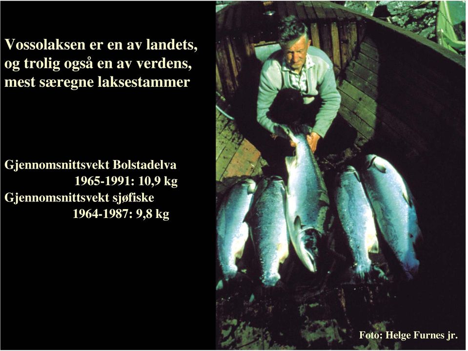 Gjennomsnittsvekt Bolstadelva 1965-1991: 10,9 kg