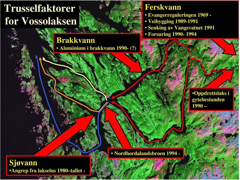 av Vangsvatnet 1991 Forsuring 1990-1994 Oppdrettslaks i gytebestanden