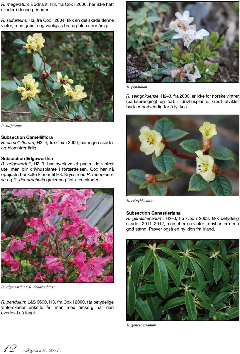 camelliiflorum, H3 4, fra Cox i 2000, har ingen skader og blomstrer årlig. Subsection Edgeworthia R. edgeworthii, H2 3, har overlevd et par milde vintrer ute, men blir drivhusplante i fortsettelsen.