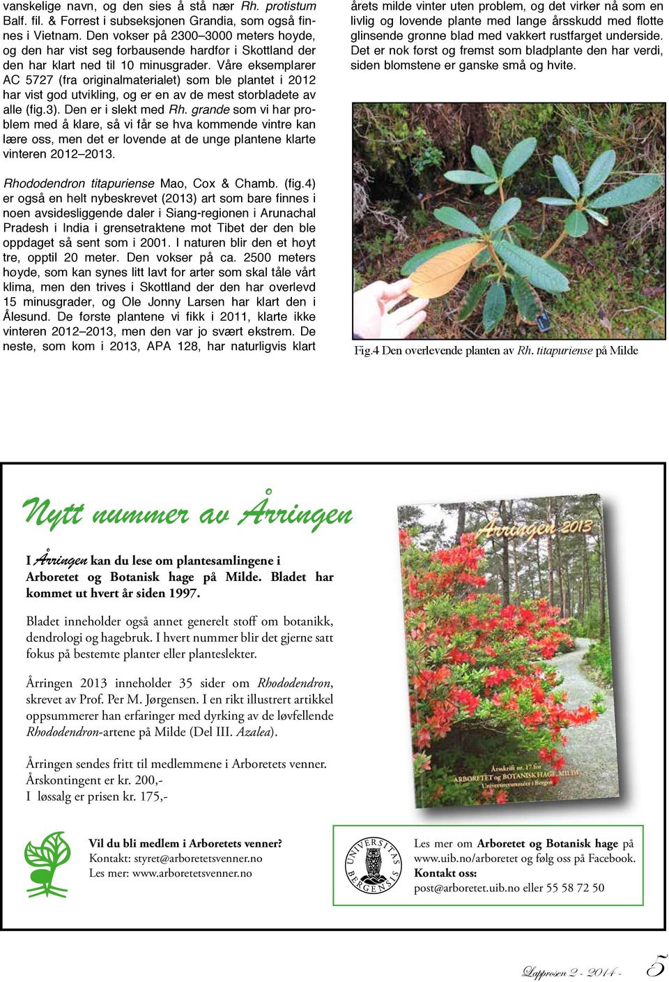 Våre eksemplarer AC 5727 (fra originalmaterialet) som ble plantet i 2012 har vist god utvikling, og er en av de mest storbladete av alle (fig.3). Den er i slekt med Rh.