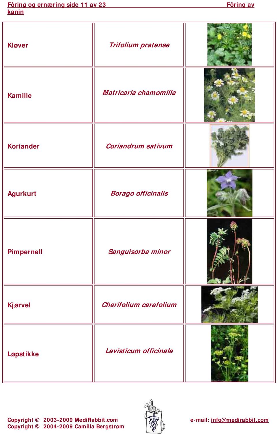 Agurkurt Borago officinalis Pimpernell Sanguisorba minor