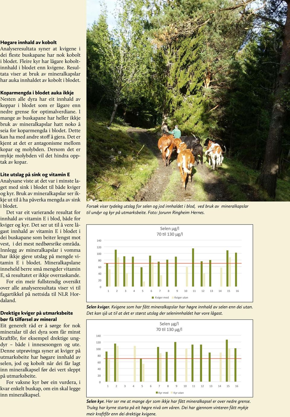 Koparmengda i blodet auka ikkje Nesten alle dyra har eit innhald av koppar i blodet som er lågare enn nedre grense for optimalverdiane.