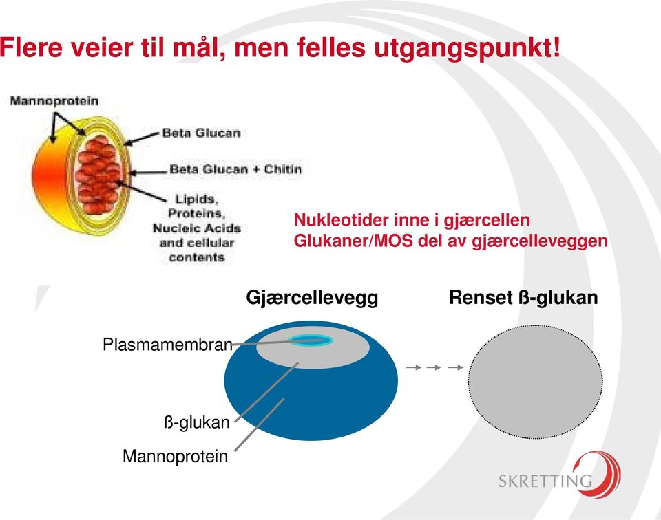 del av gjærcelleveggen Gjærcellevegg Renset