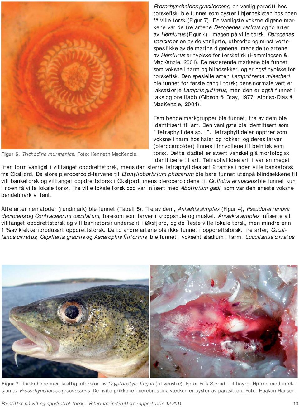 Derogenes varicus er en av de vanligste, utbredte og minst vertsspesifikke av de marine digenene, mens de to artene av Hemiurus er typiske for torskefisk (Hemmingsen & MacKenzie, 2001).