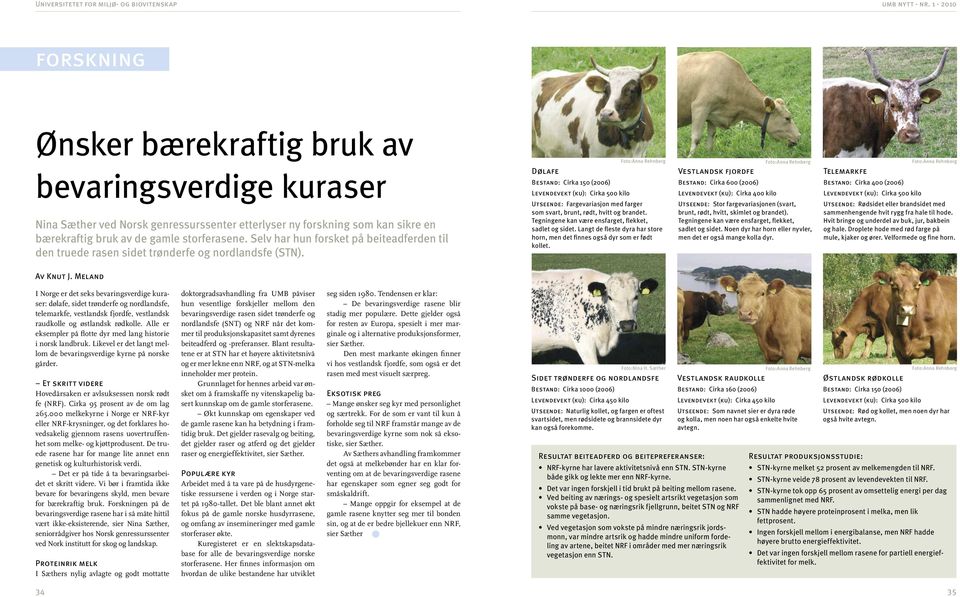 Dølafe Bestand: Cirka 150 (2006) Levendevekt (ku): Cirka 500 kilo Utseende: Fargevariasjon med farger som svart, brunt, rødt, hvitt og brandet. Tegningene kan være ensfarget, flekket, sadlet og sidet.