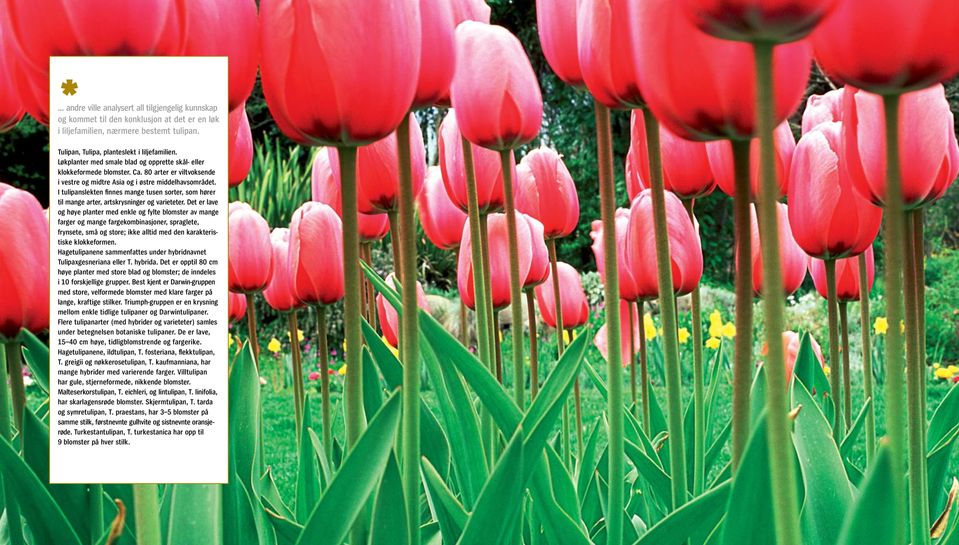 I tulipanslekten finnes mange tusen sorter, som hører til mange arter, artskrysninger og varieteter.