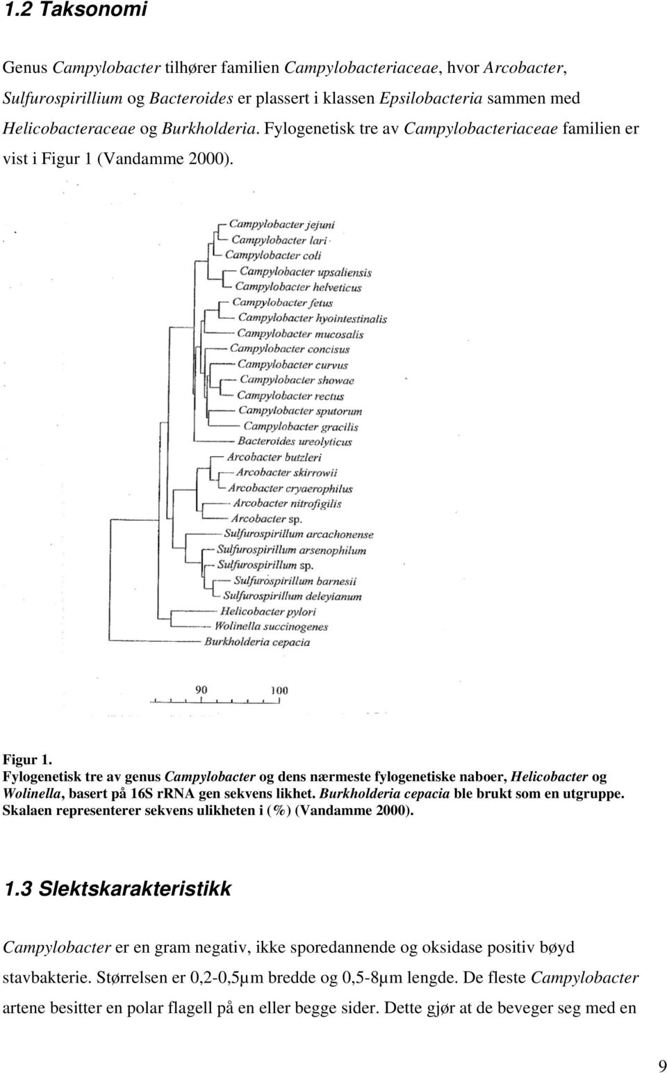 (Vandamme 2000). Figur 1. Fylogenetisk tre av genus Campylobacter og dens nærmeste fylogenetiske naboer, Helicobacter og Wolinella, basert på 16S rrna gen sekvens likhet.