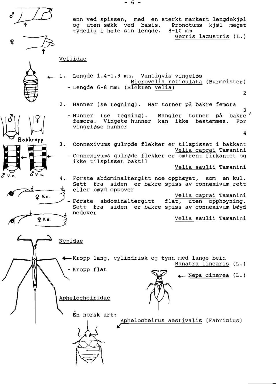 Connexivums gulr~de flekker er tilspisset i bakkant Velia caprai Tamanini - Connexivums gulr~de flekker er omtrent firkantet og ikke tilspisset baktil Velia saulii Tamanini 4.