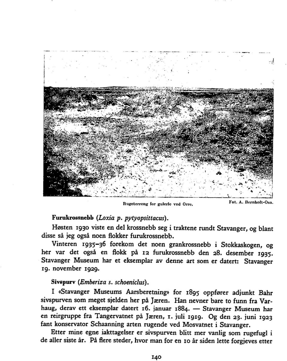 Vinteren 1935-36 forekom det noen grankrossnebb i Stokkaskogen, og her var det også en flokk på 12 furukrossnebb den 28. desember 1935.