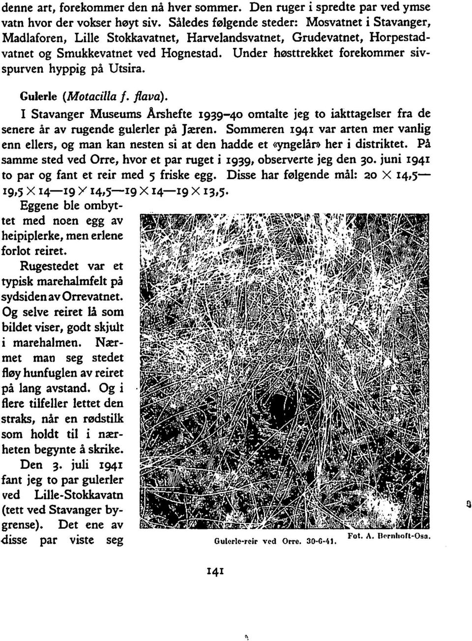 Under høsttrekket forekommer sivspurven hyppig på Utsira. Gulerle (Motacilla f. flaua). I Stavanger Museums Årshefte 1939-40 omtalte jeg to iakttagelser fra de senere år av rugende gulerler på Jæren.