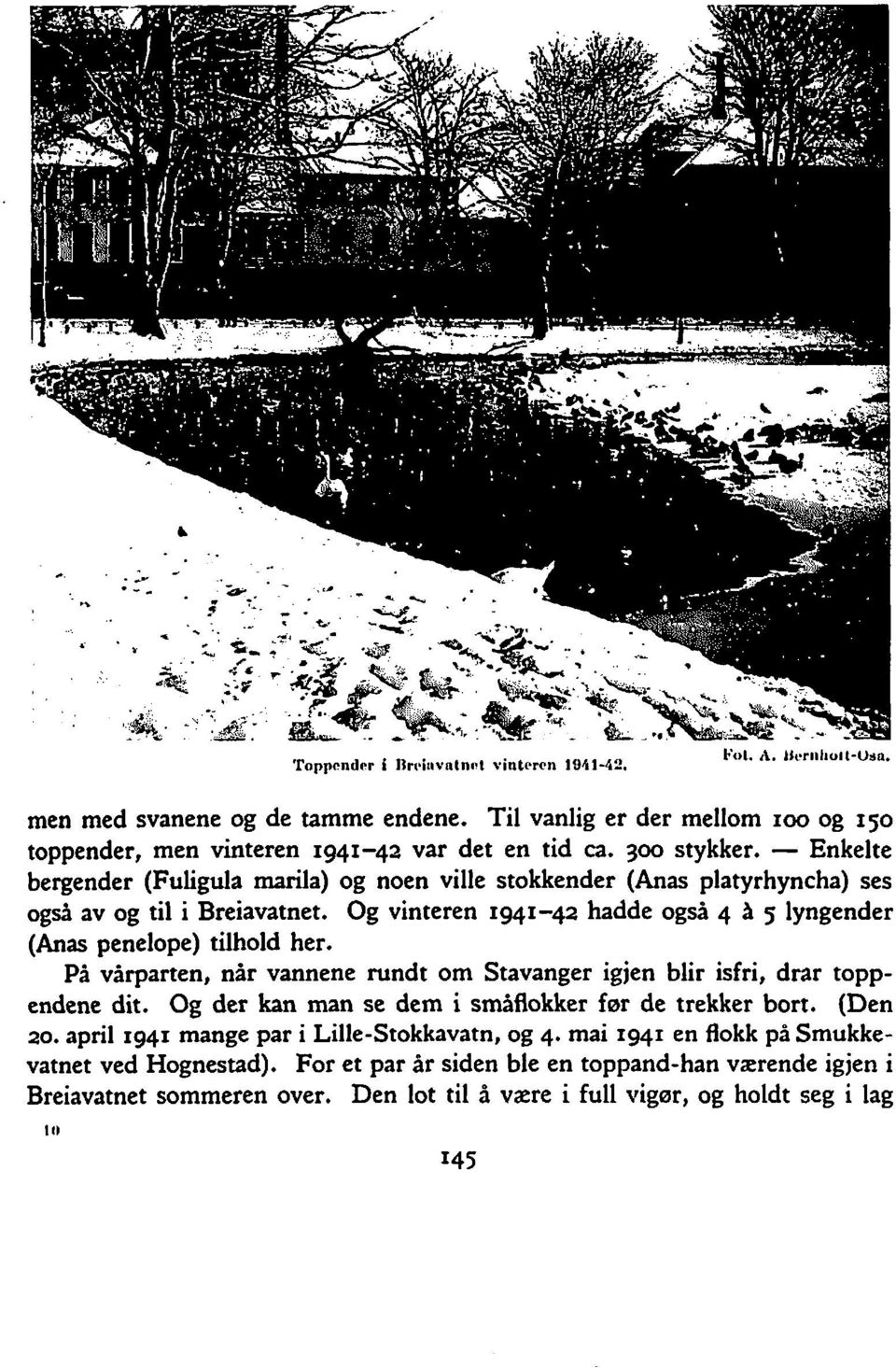 Og vinteren 1941-42 hadde også 4 A g lyngender (Anas penelope) tilhold her. PA varparten, når vannene rundt om Stavanger igjen blir isfri, drar toppendene dit.