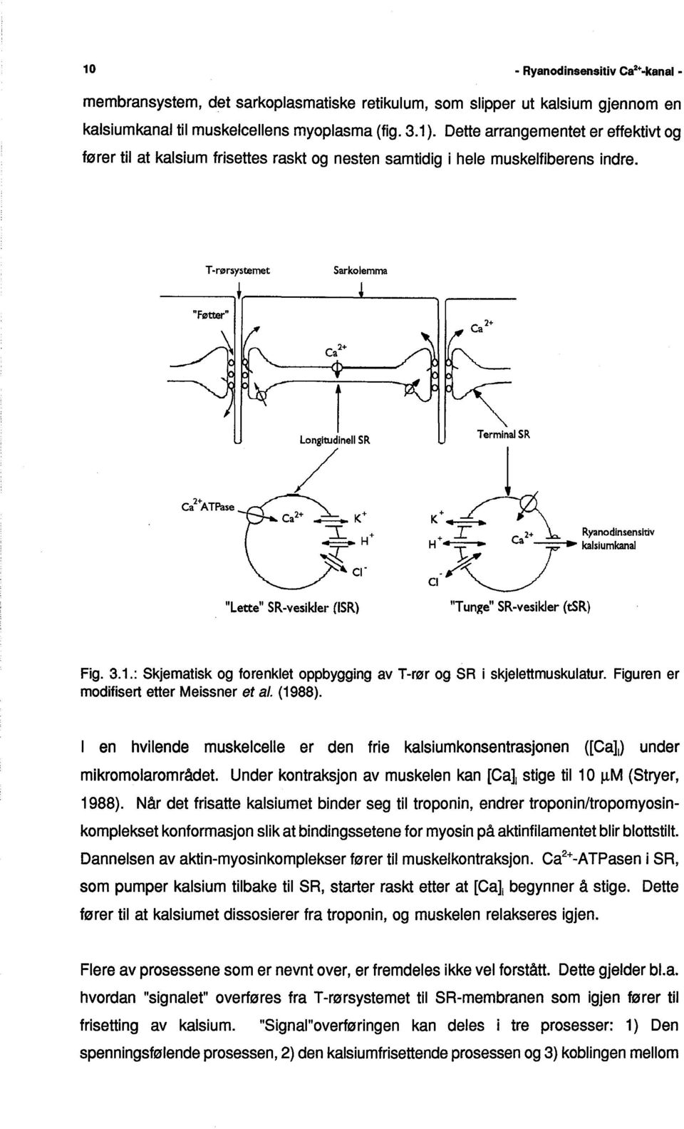 met "Føttr" l Sarkolemma Terminal SR el+a TPase "Lette" SR-vesikler (IS R) j K+_~ + r ; 2+ \. Ryanodinsensiti H..~.. a. kalsiumkaal ei-x "Tunge" SR-vesikler (tsr) Fig. 3.1.