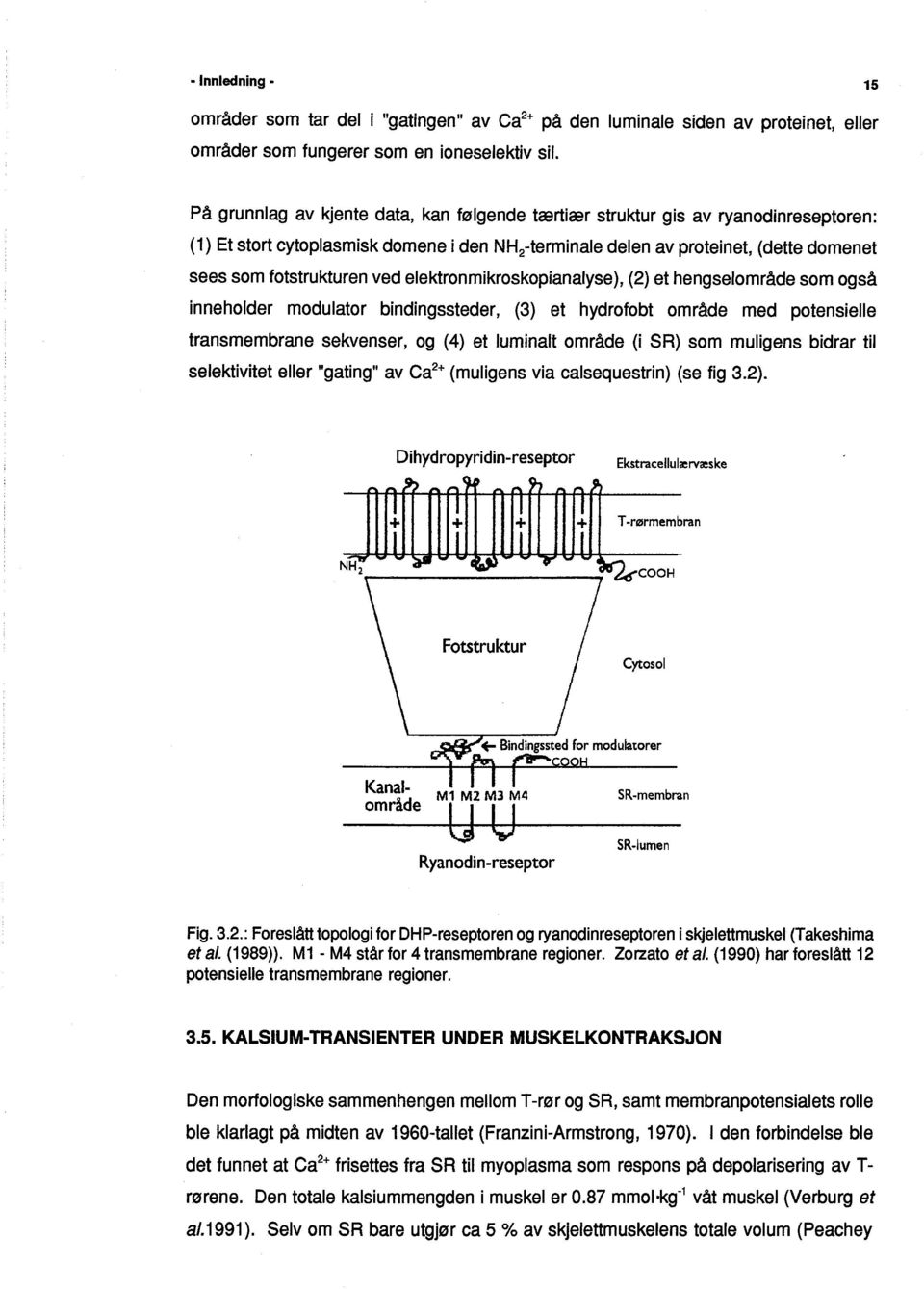 elektronmikroskopianalyse), (2) et hengselområde som også inneholder modulator bindingssteder, (3) et hydrofobt område med potensielle transmembrane sekvenser, og (4) et luminalt område (i SR) som