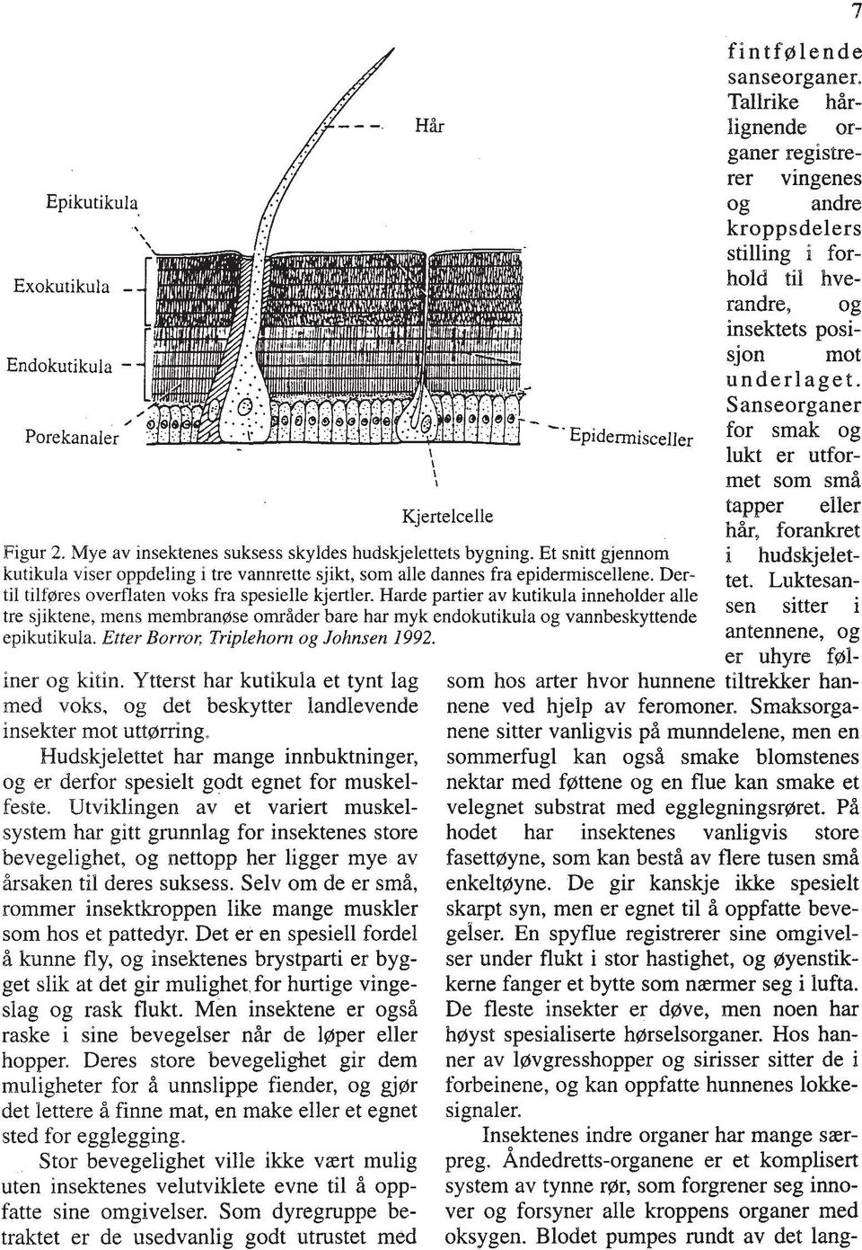 Porekanaler Epidemisce~ler for smak og 1 I lukt er utfori I met som sml Kjertelcelle tapper eller ht- forankret Rgur 2. Mye av insektenes suksess skyldes hudskjelettets bygning.