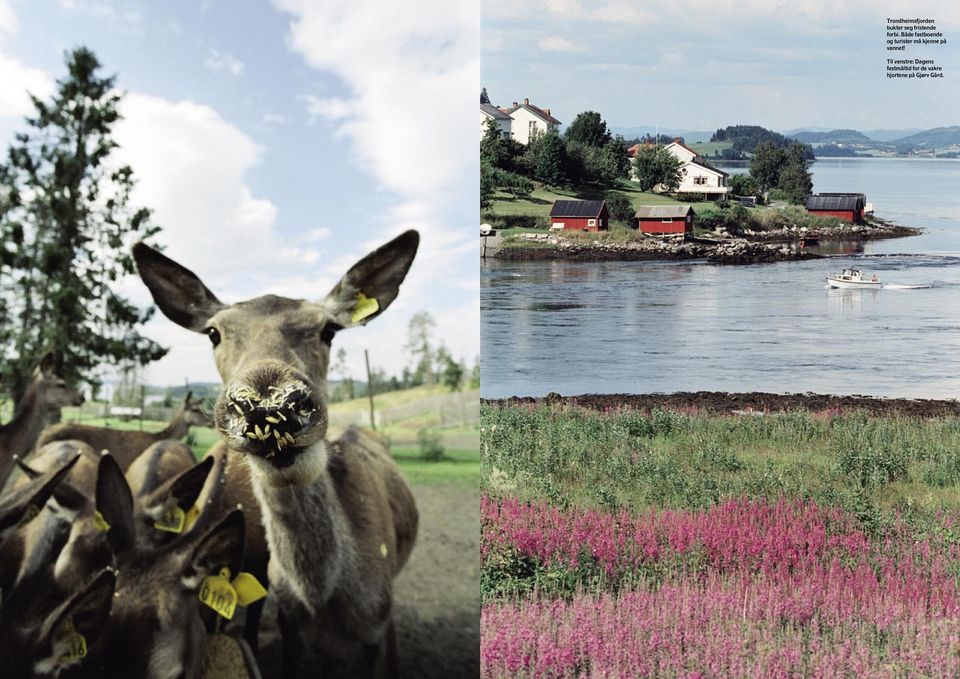 Til venstre: Dagens festmåltid for de vakre hjortene