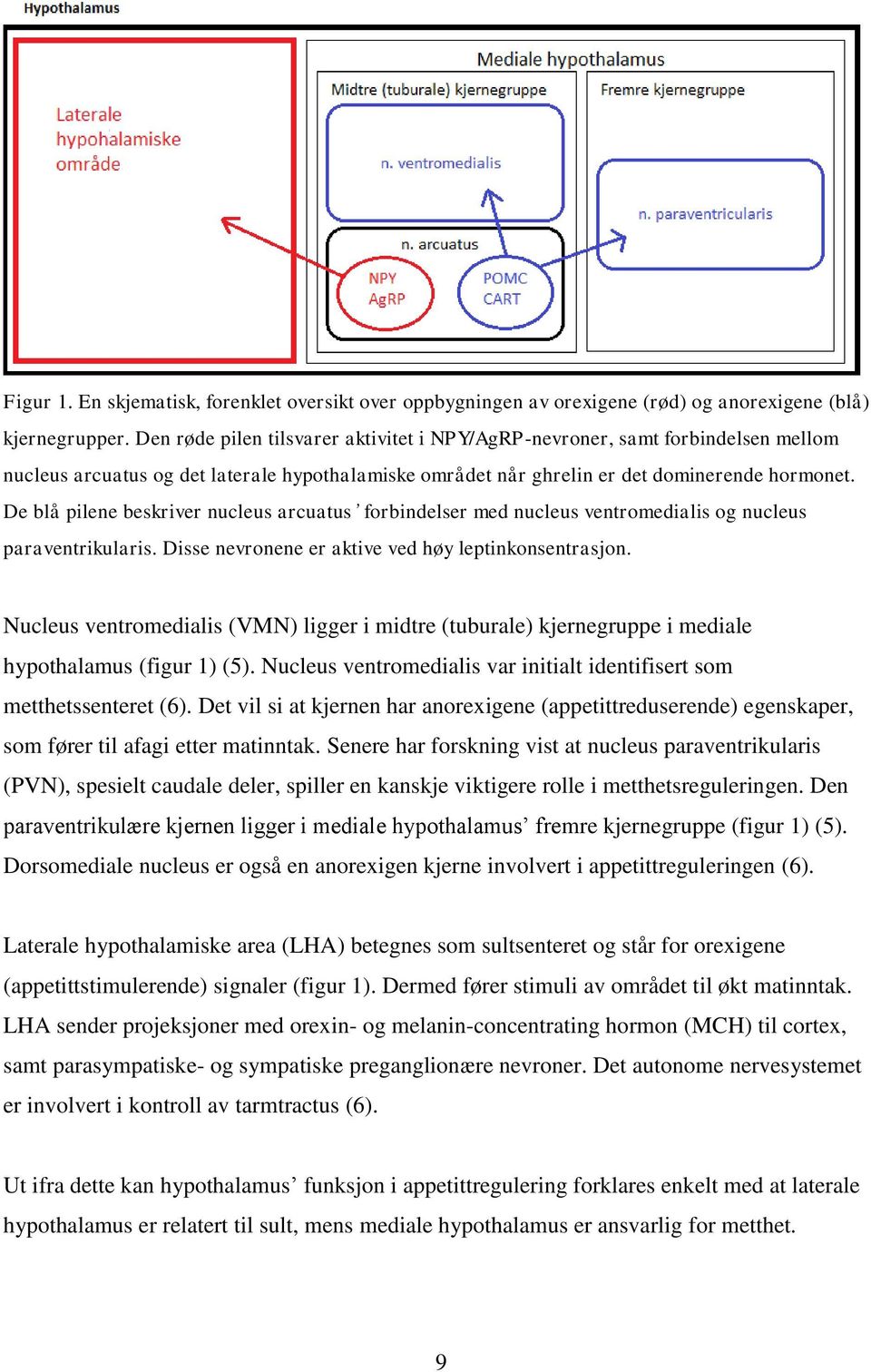 De blå pilene beskriver nucleus arcuatus forbindelser med nucleus ventromedialis og nucleus paraventrikularis. Disse nevronene er aktive ved høy leptinkonsentrasjon.