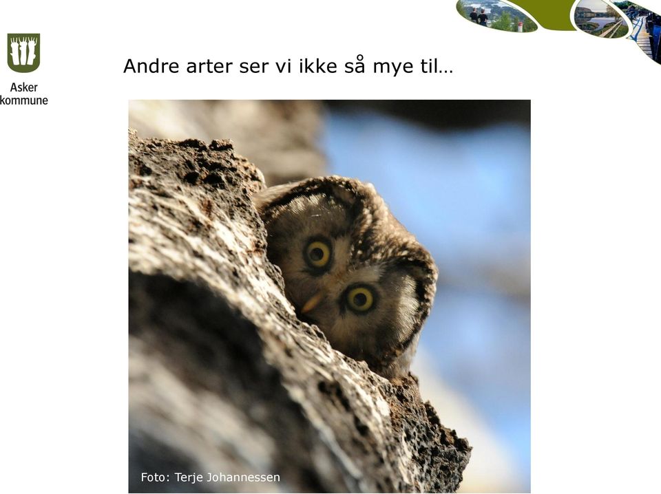 mye til Foto: