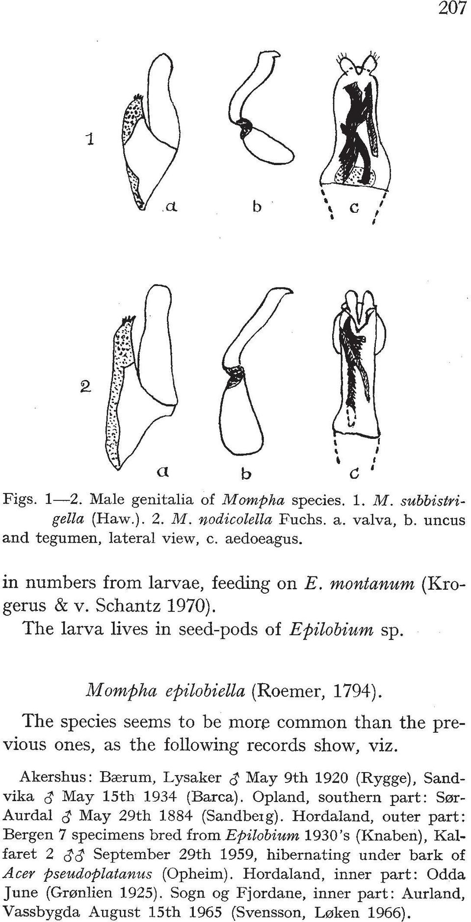 The species seems to be more common than the previous ones, as the following records show, viz. Akershus: Bzrum, Lysaker 8 May 9th 1920 (Rygge), Sandvika 8 May 15th 1934 (Barca).