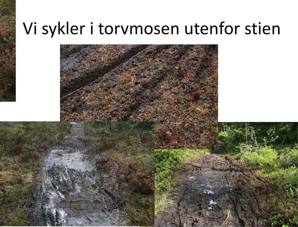 torvmosen