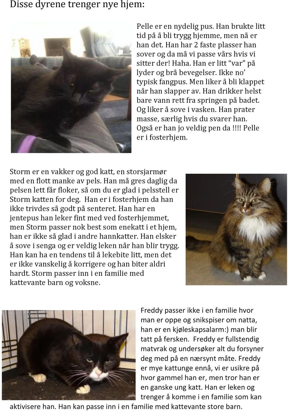 Han prater masse, særlig hvis du svarer han. Også er han jo veldig pen da!!!! Pelle er i fosterhjem. Storm er en vakker og god katt, en storsjarmør med en flott manke av pels.