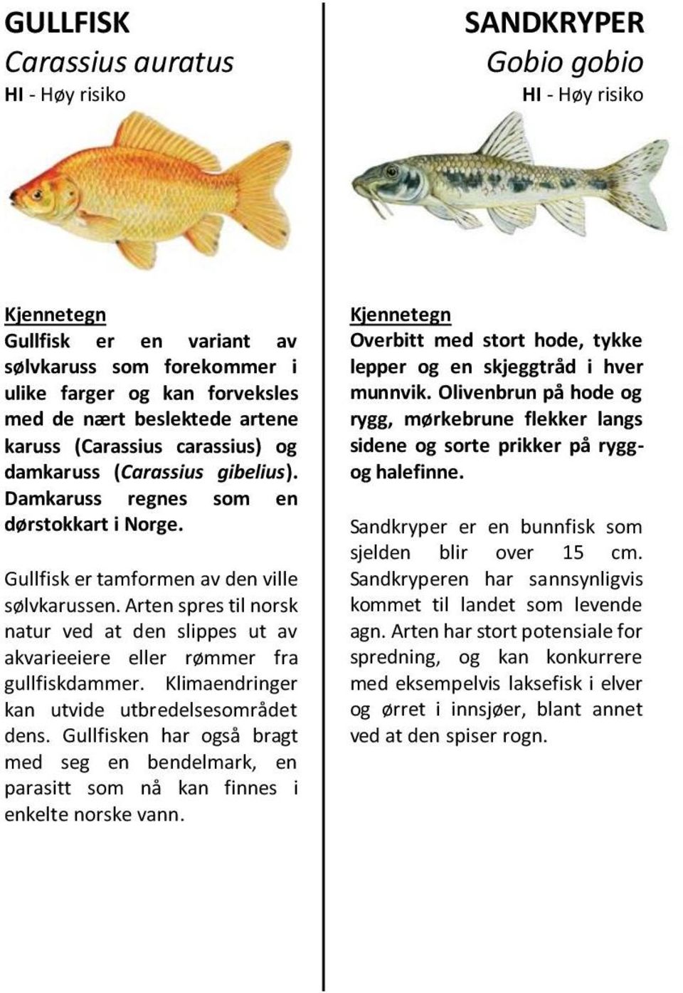 Arten spres til norsk natur ved at den slippes ut av akvarieeiere eller rømmer fra gullfiskdammer. Klimaendringer kan utvide utbredelsesområdet dens.