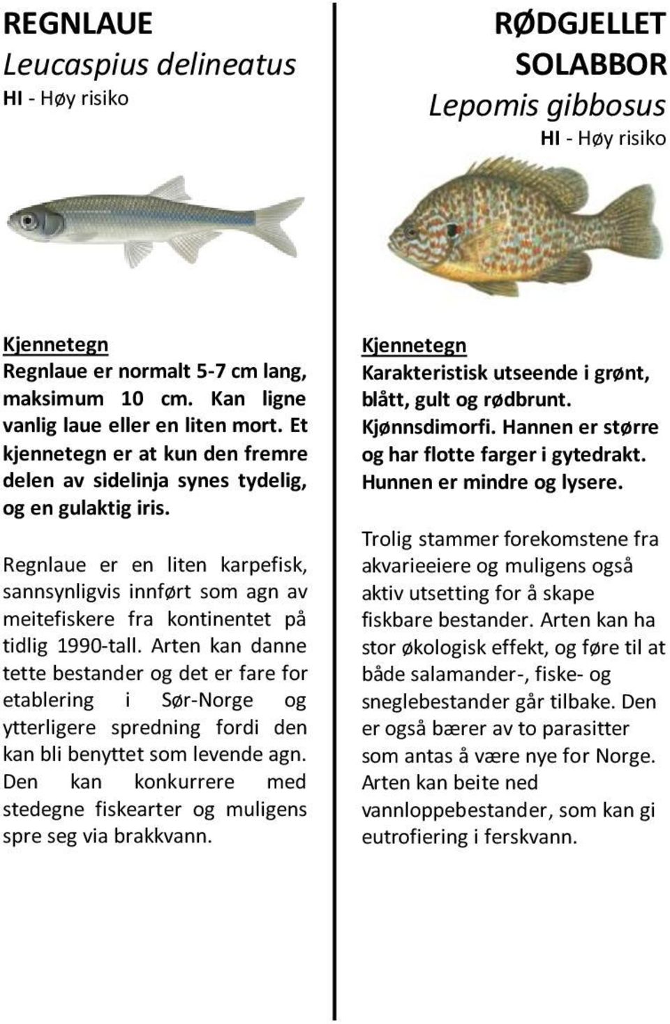 Regnlaue er en liten karpefisk, sannsynligvis innført som agn av meitefiskere fra kontinentet på tidlig 1990-tall.