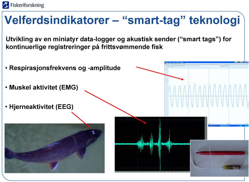 kontinuerlige registreringer på frittsvømmende fisk