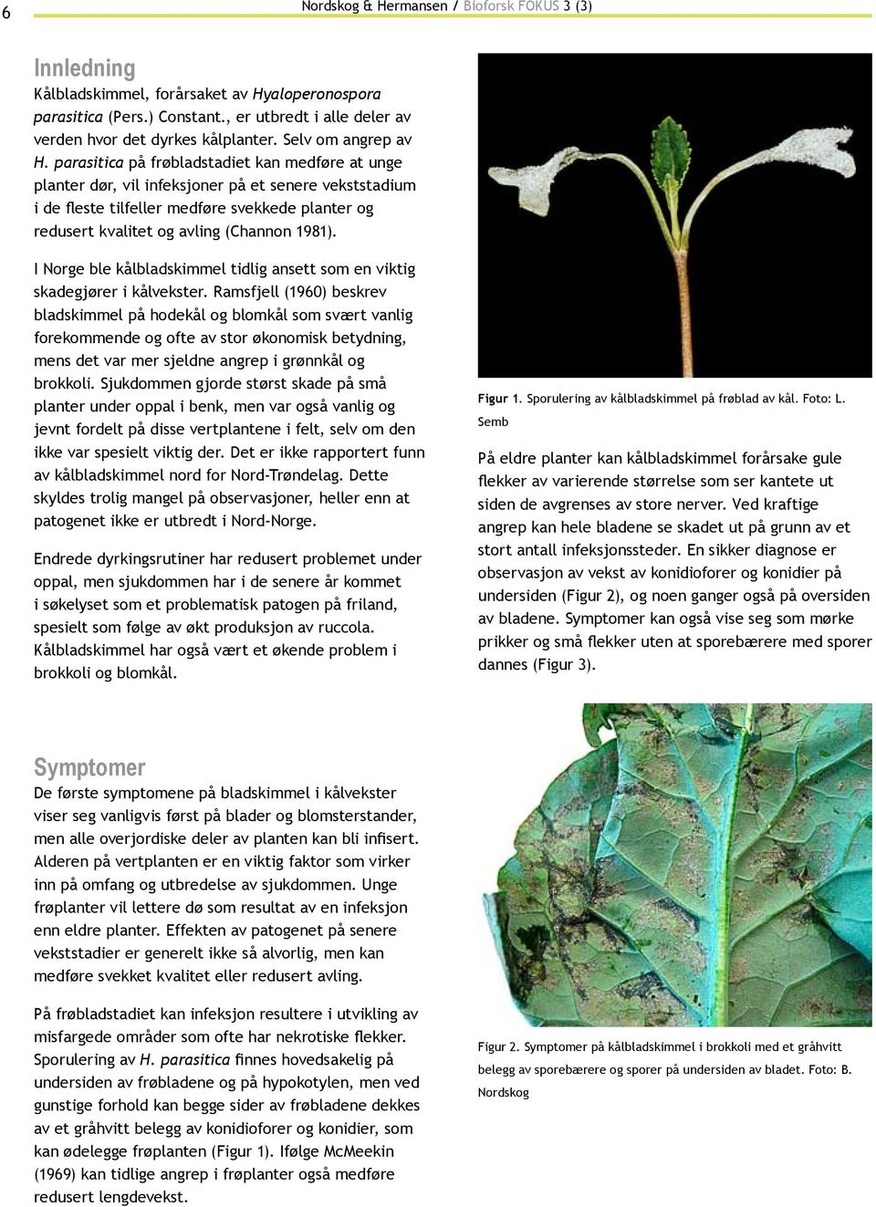 parasitica på frøbladstadiet kan medføre at unge planter dør, vil infeksjoner på et senere vekststadium i de fleste tilfeller medføre svekkede planter og redusert kvalitet og avling (Channon 1981).