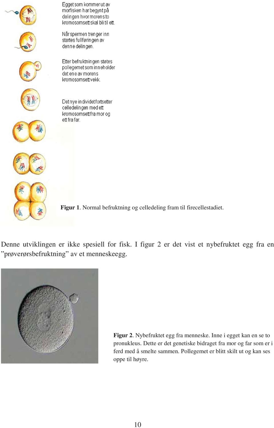 I figur 2 er det vist et nybefruktet egg fra en prøverørsbefruktning av et menneskeegg. Figur 2.