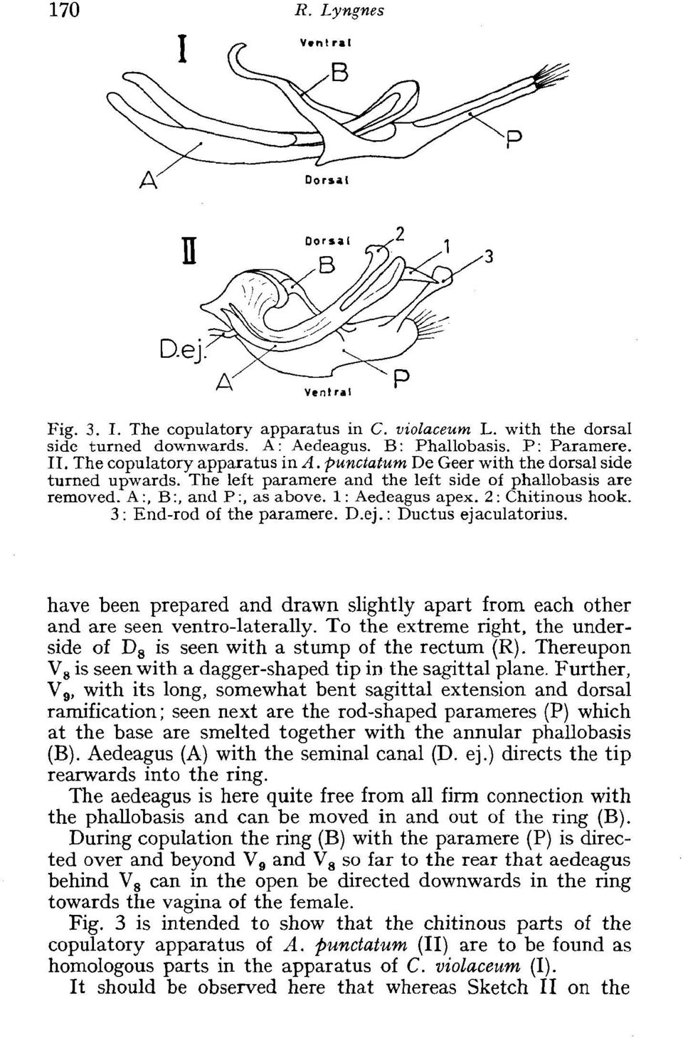 3 : End-rod of the paramere. D.ej. : Ductus ejaculatorius. have been prepared and drawn slightly apart from each other and are seen ventro-laterally.