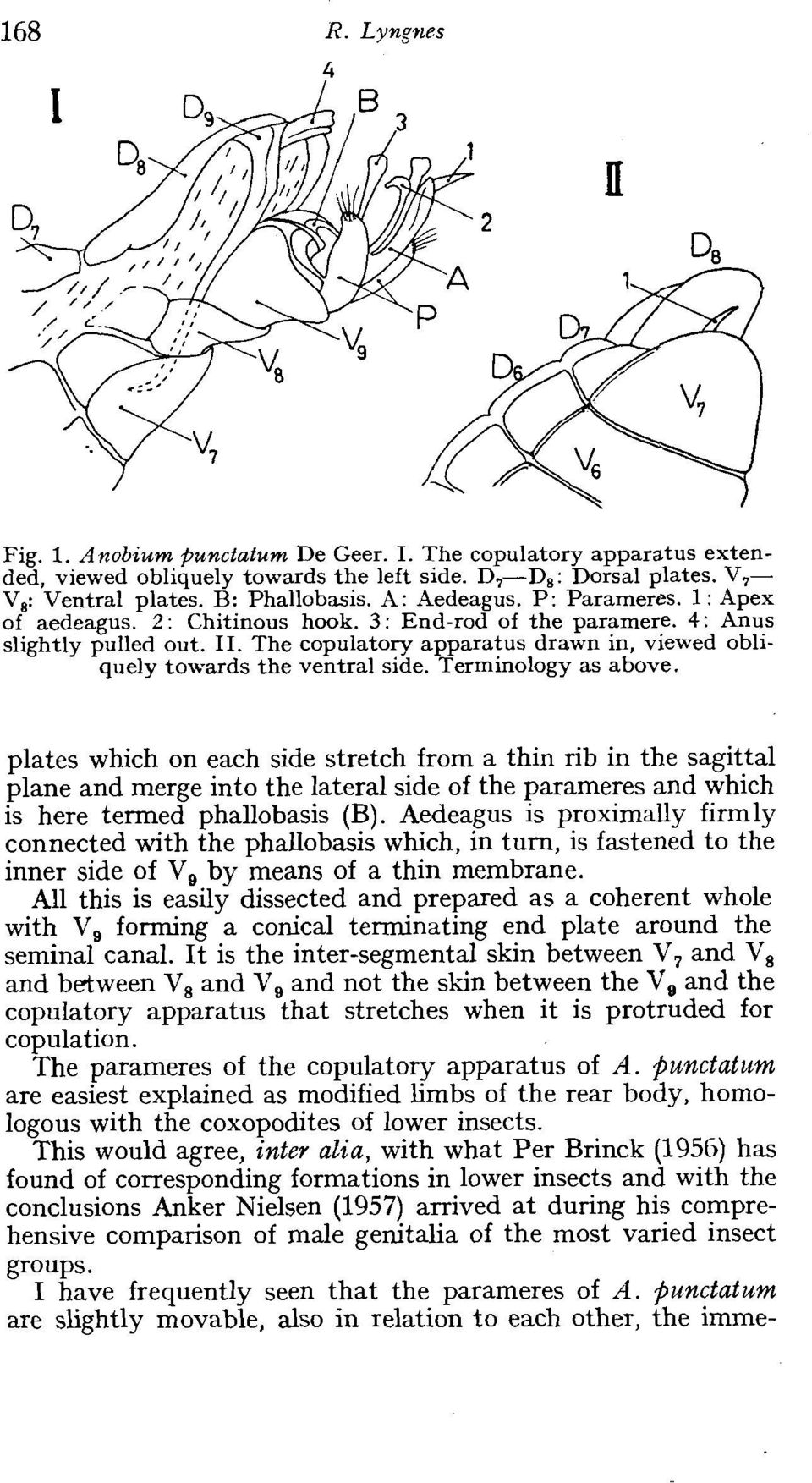 Terminology as above. plates which on each side stretch from a thin rib in the sagittal plane and merge into the lateral side of the parameres and which is here termed phallobasis (B).