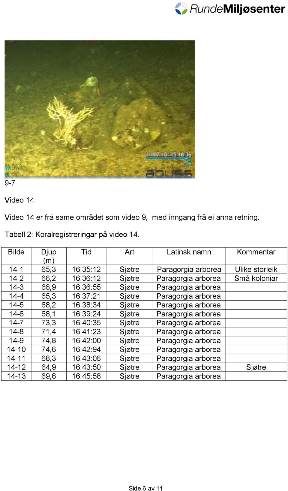 Paragorgia arborea 14-4 65,3 16:37:21 Sjøtre Paragorgia arborea 14-5 68,2 16:38:34 Sjøtre Paragorgia arborea 14-6 68,1 16:39:24 Sjøtre Paragorgia arborea 14-7 73,3 16:40:35 Sjøtre Paragorgia arborea