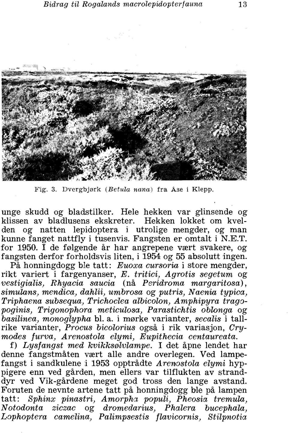 I de falgende Br har angrepene vzrt svakere, og fangsten derfor forholdsvis liten, i 1954 og 55 absolutt ingen. Pb honningdogg ble tatt: Euoxa cursoria i store mengder, rikt variert i fargenyanser, E.