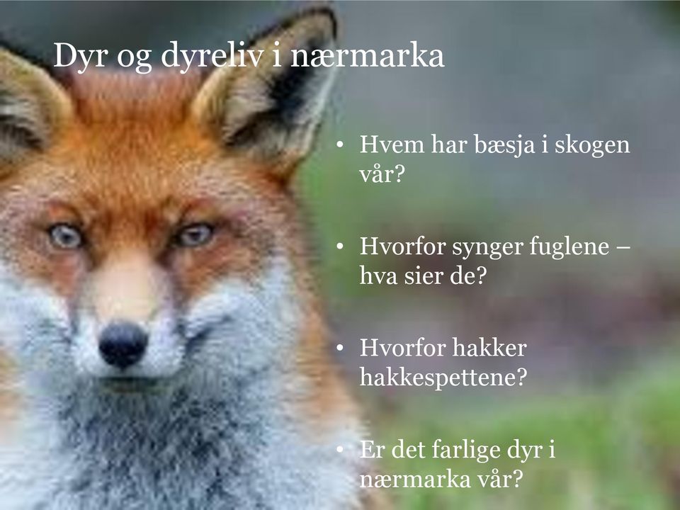 Hvorfor synger fuglene hva sier de?