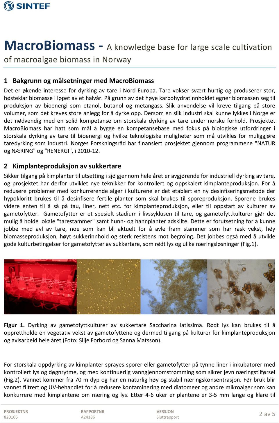 På grunn av det høye karbohydratinnholdet egner biomassen seg til produksjon av bioenergi som etanol, butanol og metangass.