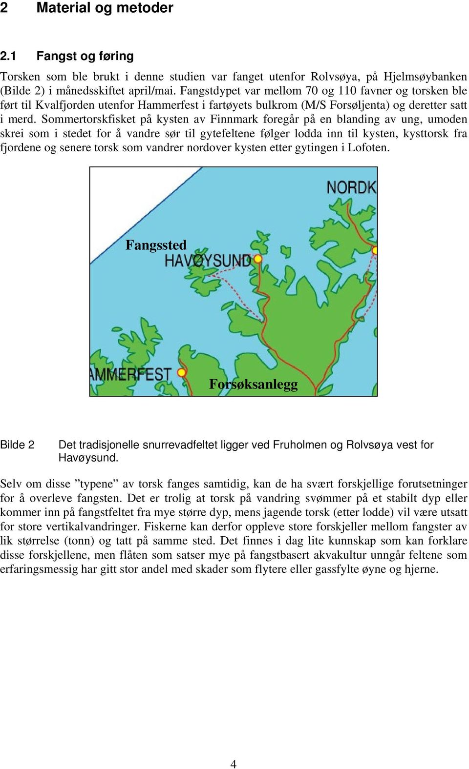 Sommertorskfisket på kysten av Finnmark foregår på en blanding av ung, umoden skrei som i stedet for å vandre sør til gytefeltene følger lodda inn til kysten, kysttorsk fra fjordene og senere torsk